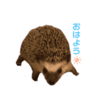 ハリネズミのまろさん（個別スタンプ：7）