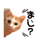 茶白猫 チャイの日常2（個別スタンプ：2）