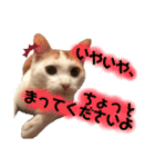 茶白猫 チャイの日常2（個別スタンプ：3）