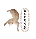 茶白猫 チャイの日常2（個別スタンプ：5）