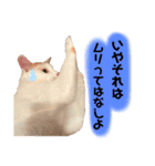 茶白猫 チャイの日常2（個別スタンプ：6）