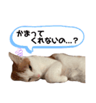 茶白猫 チャイの日常2（個別スタンプ：7）