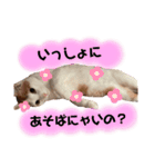 茶白猫 チャイの日常2（個別スタンプ：9）