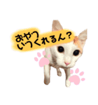 茶白猫 チャイの日常2（個別スタンプ：10）
