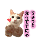茶白猫 チャイの日常2（個別スタンプ：11）