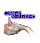 茶白猫 チャイの日常2（個別スタンプ：12）