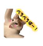 茶白猫 チャイの日常2（個別スタンプ：13）