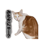 茶白猫 チャイの日常2（個別スタンプ：14）