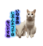 茶白猫 チャイの日常2（個別スタンプ：16）