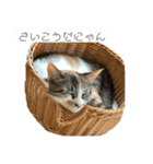 パピコとパルム（個別スタンプ：6）