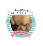 わんわんっ！！ まるまるスタンプ2（個別スタンプ：9）