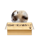 わんわんっ！！ まるまるスタンプ2（個別スタンプ：13）