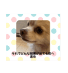 わんわんっ！！ まるまるスタンプ2（個別スタンプ：30）