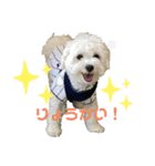 マルプーもものすけスタンプ（個別スタンプ：10）