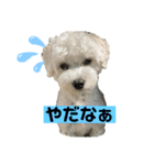 マルプーもものすけスタンプ（個別スタンプ：16）