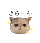 ぺちゃんこフイ（個別スタンプ：1）
