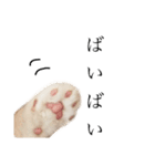 ぺちゃんこフイ（個別スタンプ：7）