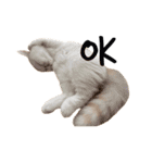ぺちゃんこフイ（個別スタンプ：9）