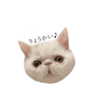 ぺちゃんこフイ（個別スタンプ：14）