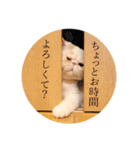 ぺちゃんこフイ（個別スタンプ：17）