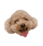 愛犬2匹のかわいい子供（個別スタンプ：1）