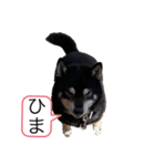 ラッキーの日常①（個別スタンプ：1）