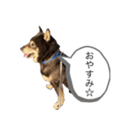 ラッキーの日常①（個別スタンプ：4）
