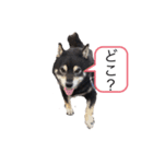 ラッキーの日常①（個別スタンプ：6）