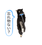 ラッキーの日常①（個別スタンプ：7）