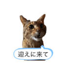 ラッキーの日常①（個別スタンプ：8）