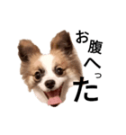 らんらんラスク♪ポメパピ（個別スタンプ：1）