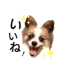 らんらんラスク♪ポメパピ（個別スタンプ：5）