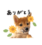 つくしとあそぼ（個別スタンプ：7）