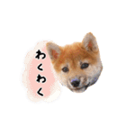 つくしとあそぼ（個別スタンプ：12）