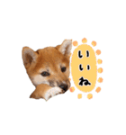 つくしとあそぼ（個別スタンプ：17）
