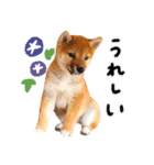 つくしとあそぼ（個別スタンプ：21）