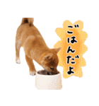 つくしとあそぼ（個別スタンプ：30）