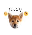 つくしとあそぼ（個別スタンプ：31）