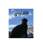 แมวและดอกไม้รักษา（個別スタンプ：2）