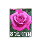 แมวและดอกไม้รักษา（個別スタンプ：3）