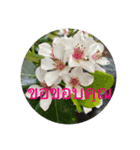 แมวและดอกไม้รักษา（個別スタンプ：8）
