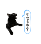 黒猫ペロの関西弁（個別スタンプ：1）
