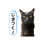 黒猫ペロの関西弁（個別スタンプ：2）