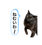 黒猫ペロの関西弁（個別スタンプ：4）