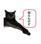 黒猫ペロの関西弁（個別スタンプ：5）