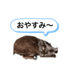 黒猫ペロの関西弁（個別スタンプ：6）