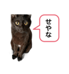 黒猫ペロの関西弁（個別スタンプ：8）