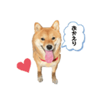 柴犬ひまり①（個別スタンプ：2）