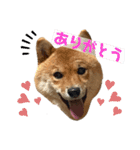 柴犬ひまり①（個別スタンプ：3）
