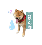 柴犬ひまり①（個別スタンプ：4）